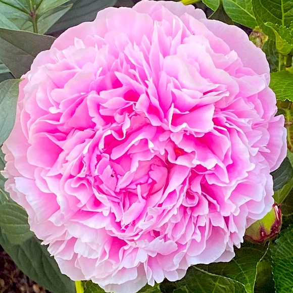 Meet your Posher, Mary - Picture 1 of 1